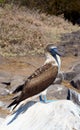 Blue-Footed Booby Poses on a Rock Royalty Free Stock Photo