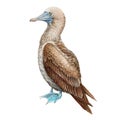 Blue footed booby realistic illustration. Wildlife Galapagos bird. Watercolor gannet image. Blue-footed booby island