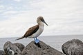 Blue-footed booby