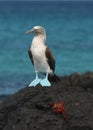 Blue footed booby and sally light foot crab
