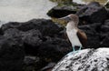 Blue-footed booby seabird with blue paws sitting on a stone