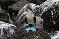 Blue-footed booby seabird with blue paws sitting on a stone