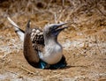 Blue footed booby sits on eggs Royalty Free Stock Photo