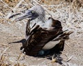 Blue footed booby sits on eggs Royalty Free Stock Photo