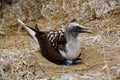 Blue footed booby sits on eggs Royalty Free Stock Photo