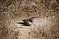 Blue footed booby sits on eggs Royalty Free Stock Photo