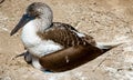 Blue footed booby sitting on babies Royalty Free Stock Photo