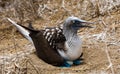 Blue Footed Booby Sitting in Nest