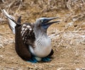 Blue Footed Booby Sitting in Nest Royalty Free Stock Photo