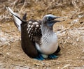 Blue Footed Booby Sitting in Nest Royalty Free Stock Photo