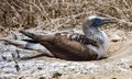 Blue Footed Booby Sitting in Nest Royalty Free Stock Photo