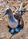 Blue Footed Booby Sitting in Nest Royalty Free Stock Photo