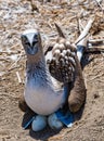 Blue Footed Booby Sitting in Nest Royalty Free Stock Photo