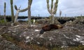 Blue-footed Booby and sleeping Sea Lion Royalty Free Stock Photo