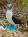 Blue Footed Booby