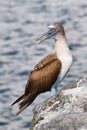 Blue-footed Booby (Sula nebouxii) Royalty Free Stock Photo