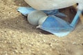 Blue footed booby eggs Royalty Free Stock Photo