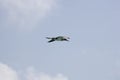 Blue footed Booby  Sula nebouxii  in flight Royalty Free Stock Photo