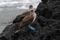 Blue footed booby, sula nebouxii, Galapagos Royalty Free Stock Photo