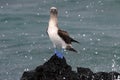 Blue footed booby, sula nebouxii, Galapagos Royalty Free Stock Photo