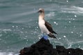 Blue footed booby, sula nebouxii, Galapagos Royalty Free Stock Photo