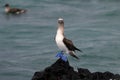 Blue footed booby, sula nebouxii, Galapagos Royalty Free Stock Photo