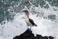 Blue footed booby, sula nebouxii, Galapagos Royalty Free Stock Photo