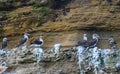 Blue footed booby