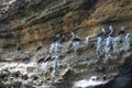 Blue footed booby