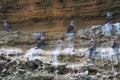 Blue footed booby