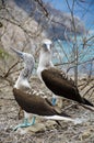 Blue-footed Booby sula nebouxii on Isla de la Plata, Ecuador Royalty Free Stock Photo