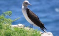 Blue-footed booby (Sula nebouxii) Royalty Free Stock Photo