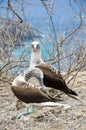 Blue-footed Booby sula nebouxii on Isla de la Plata, Ecuador