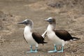 The blue-footed booby (Sula nebouxii), a pair of rare marine birds sitting on the ground. Royalty Free Stock Photo