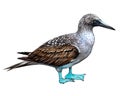 Blue-footed booby, Sula nebouxii