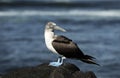 Blue footed booby Sula nebouxii standing on volcanic rock Royalty Free Stock Photo