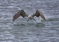 Blue-footed booby taking flight, Galapagos Islands Royalty Free Stock Photo