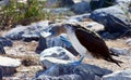 Blue-Footed Booby taking a stroll Royalty Free Stock Photo