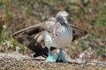 Blue footed booby with wings extended