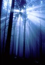 Blue forest