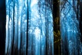 Blue Forest Royalty Free Stock Photo