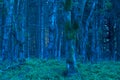 Blue forest at dawn in nature area Eifel