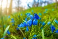 Blue forest spring flowers among the meadow Royalty Free Stock Photo