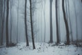 Blue forest in winter with fog and snow Royalty Free Stock Photo