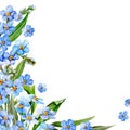 Blue forget-me-not in the Corner for decoration Cards and Invitations