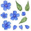 Blue forget-me-not field flowers, hand drawn watercolor illustration