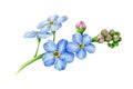 Blue forget-me-not flower with buds watercolor illustration. Hand drawn myosotis meadow herb botanical element.