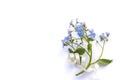 Blue Forget Me Not Flower isolated on white background Royalty Free Stock Photo