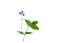 Blue Forget-me-not Flower isolated on white background Royalty Free Stock Photo
