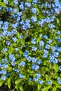 Blue forget me not flower Myosotis arvensis